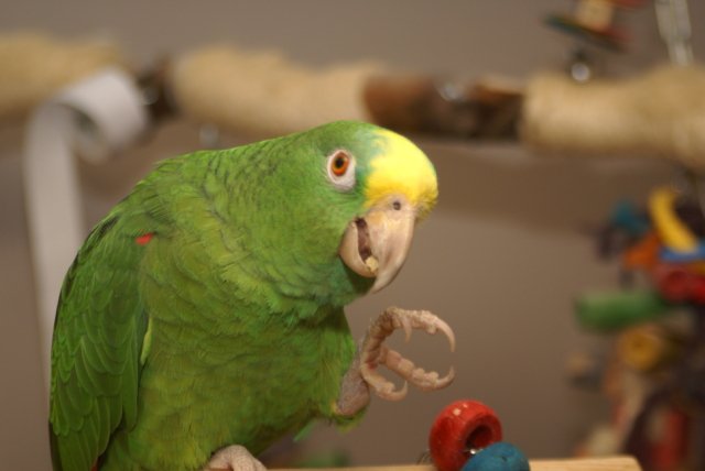 Pollie